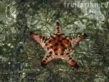 Морські зірки зірки