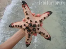Морські зірки зірки