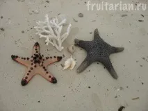Морські зірки морські