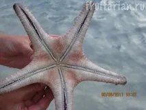 Морські зірки зірки