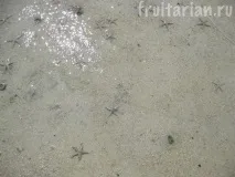 Морські зірки абсолютно