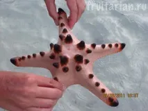 Морські зірки зірки