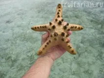 Морські зірки морські
