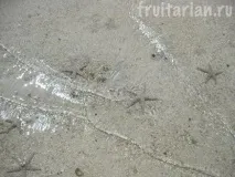 Морські зірки абсолютно
