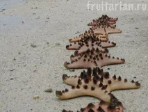 Морські зірки зірки