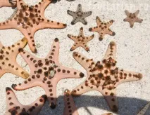 Морські зірки морські
