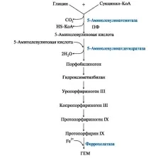 МОДУЛЬ 13 МЕТАБОЛІЗМ ГЕМА ТА ОБМІН ЗАЛІЗУ метаболізм