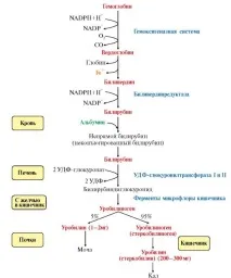 МОДУЛЬ 13 МЕТАБОЛІЗМ ГЕМА ТА ОБМІН ЗАЛІЗУ метаболізм