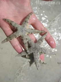 Морські зірки морські