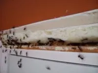 мурахи