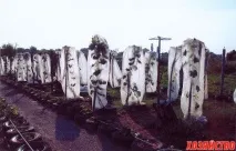 виноградника