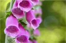 наперстянка