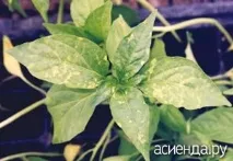 Мозаїка перцю мозаїка