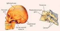 Нижня щелепа анатомія та будова будова