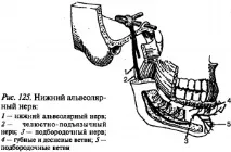 Нижня щелепа анатомія та будова анатомія