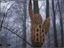 птахів