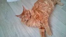 мейн