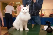 білим