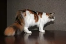 мейн
