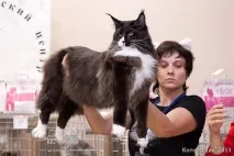 краси