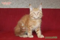 забарвлення