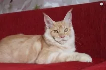 таббі