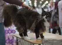 білим