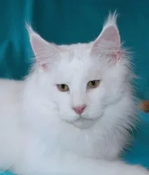 білим