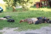 Про розплідник АмулетСоул амулетсоул