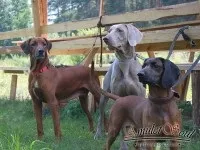 Про розплідник АмулетСоул амулетсоул
