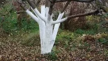 Осіння побілка дерев осіння