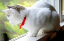 котів