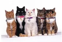 котів