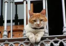 котів