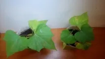Як і коли садити батат відповіді експертів відповіді