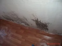 Як позбутися плісняви та грибка - Корисні статті плісняви