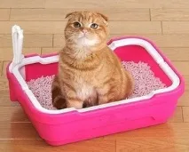 кошеня