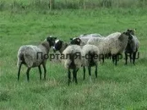 Вівчарство в сучасній Україні ягнят