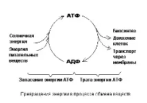 ГАМК