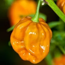 Habanero