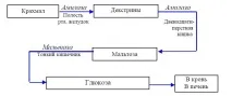 тънките черва