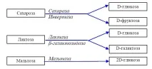 тънките черва