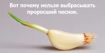 чесън