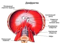 Чому коле бік при бігу, яка функція діафрагми та кровопостачання організму бігу
