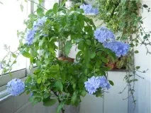 plumbago