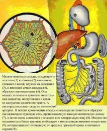 Чому коле бік при бігу, яка функція діафрагми та кровопостачання організму бігу