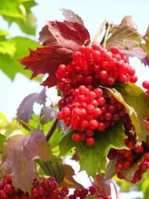 калини