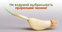 Користь пророслого часнику часнику