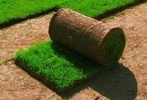 Посівний газон недорого - ціна за сотку, метр сотку