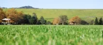 Посівний газон недорого - ціна за сотку, метр метр